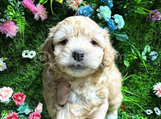 Küt Burun Malti̇poo Bebekler