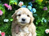 Küt Burun Malti̇poo Bebekler
