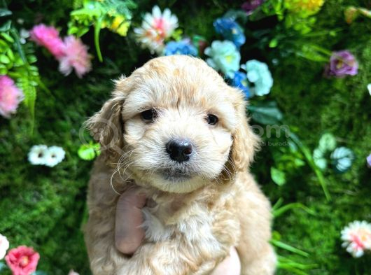 Küt Burun Malti̇poo Bebekler görsel
