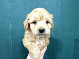 Şirin Maltipoo Bebekler