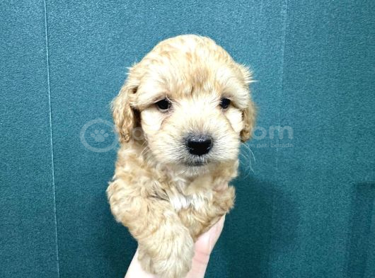 Şirin Maltipoo Bebekler görsel