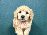 Evi̇ni̇zi̇n Neşeleri̇ Malti̇po Bebekler