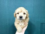 şirin maltipoo bebekler