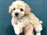En Minik Boy Maltipoo Bebekler