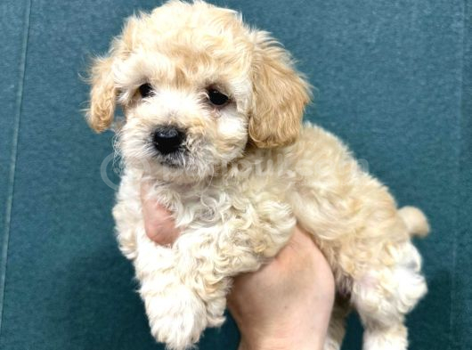 En Minik Boy Maltipoo Bebekler görsel