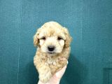 Şirin Maltipoo Bebekler