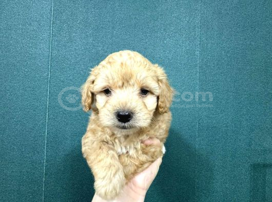 Şirin Maltipoo Bebekler görsel