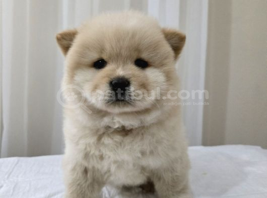 Chow Chow Çi̇n Aslani görsel