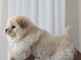Chow Chow Çi̇n Aslani