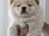 CHOW CHOW ÇİN ASLANI