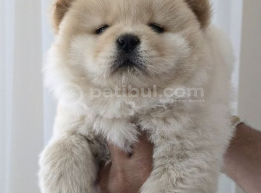 Chow Chow Çi̇n Aslani