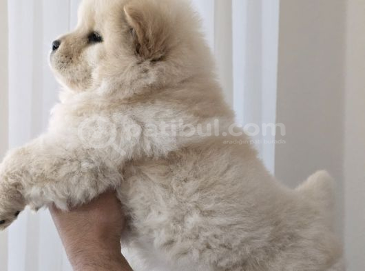Chow Chow Çi̇n Aslani görsel