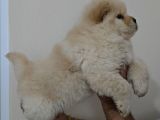 Chow Chow Çi̇n Aslani