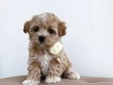 MALTİPOO CİNSİ YAVRULAR EV ÜRETİMİ