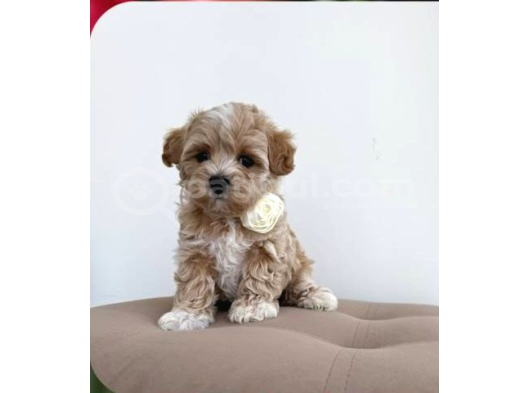 MALTİPOO CİNSİ YAVRULAR EV ÜRETİMİ