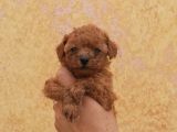 Toy Poodle Sevi̇mli̇ Yavrular Ev Üreti̇mi̇