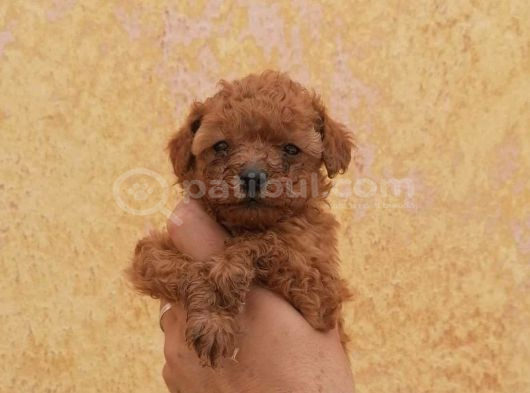 Toy Poodle Sevi̇mli̇ Yavrular Ev Üreti̇mi̇ görsel