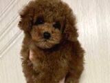 Toy Poodle Sevi̇mli̇ Yavrular Ev Üreti̇mi̇