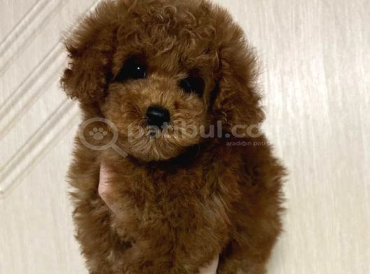 Toy Poodle Sevi̇mli̇ Yavrular Ev Üreti̇mi̇ görsel