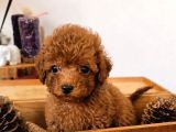 Toy Poodle Sevi̇mli̇ Yavrular Ev Üreti̇mi̇