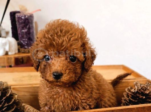 Toy Poodle Sevi̇mli̇ Yavrular Ev Üreti̇mi̇
