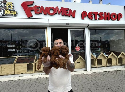 Türki̇ye Ni̇n En Güzel Toy Poodle Yavrulari Ankara Mağazamizda görsel