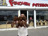 Türki̇ye Ni̇n En Güzel Toy Poodle Yavrulari Ankara Mağazamizda