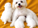 2-5 Kilo Garantili Teacup Morkie Yavruları