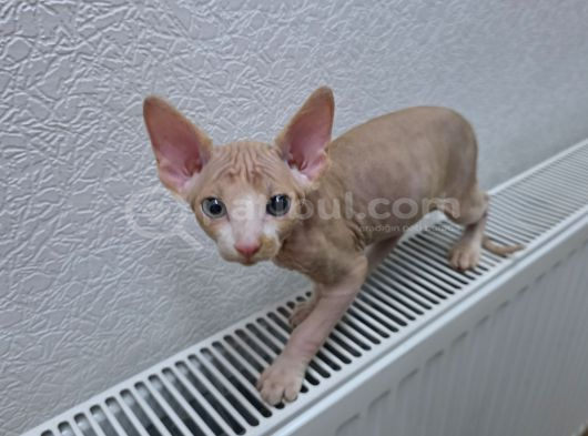 Sfenks Kedisi Numara 05551934100 görsel