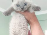 Top Surat Bebeğim Teslime Hazır