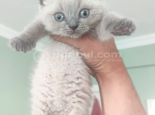 Top Surat Bebeğim Teslime Hazır görsel