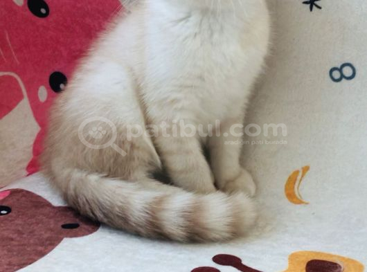 Scottish Fold Krem Gold görsel
