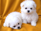 2-5 Kilo Garantili Teacup Morkie Yavruları