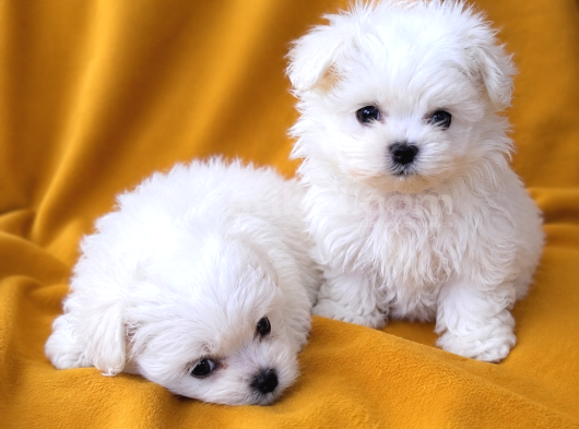 2-5 Kilo Garantili Teacup Morkie Yavruları görsel
