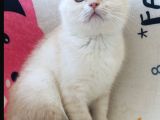Scottish Fold Krem Gold