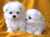 2-5 kilo Garantili Teacup Morkie Yavruları