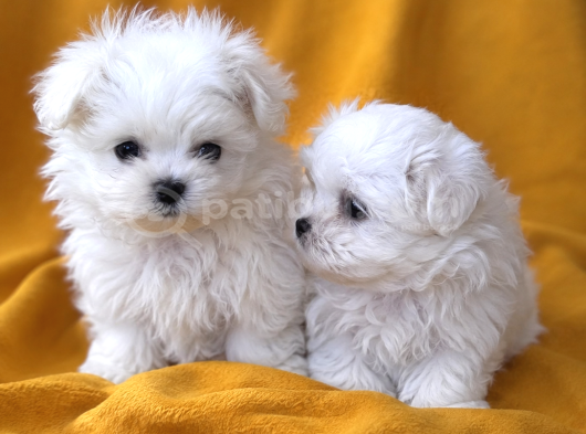 2-5 Kilo Garantili Teacup Morkie Yavruları