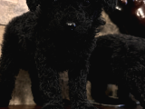 Kore Black Poodle Uygunnn Daha Uygunu Yokkk