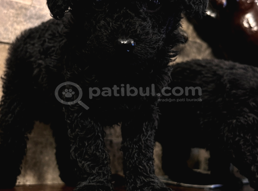 Kore Black Poodle Uygunnn Daha Uygunu Yokkk görsel