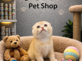 Mükemmel a kalite scottish fold yavrularımız