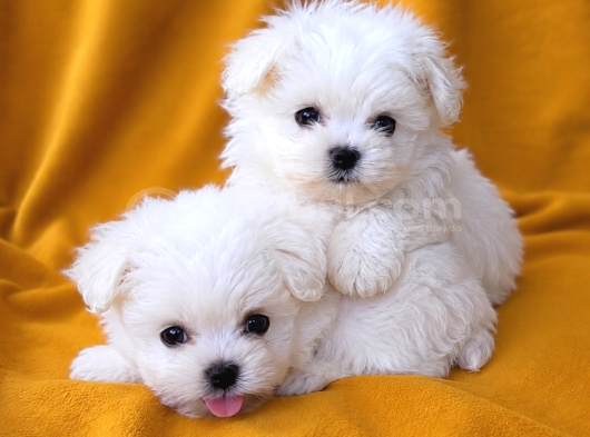 2-5 Kilo Garantili Teacup Morkie Yavruları görsel