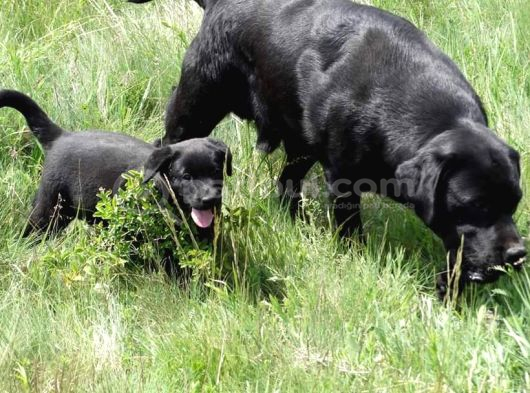Labrador Retriever Yavrulari Istanbul görsel
