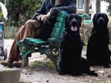 Labrador Retriever Yavrulari Istanbul