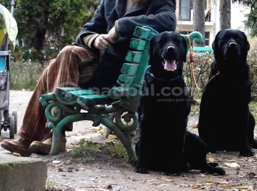 Labrador Retriever Yavrulari Istanbul görsel