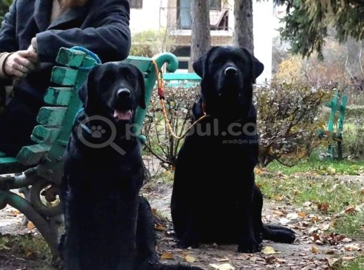 Labrador Retriever Yavrulari Istanbul görsel