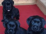 LABRADOR RETRIEVER YAVRULARI ISTANBUL