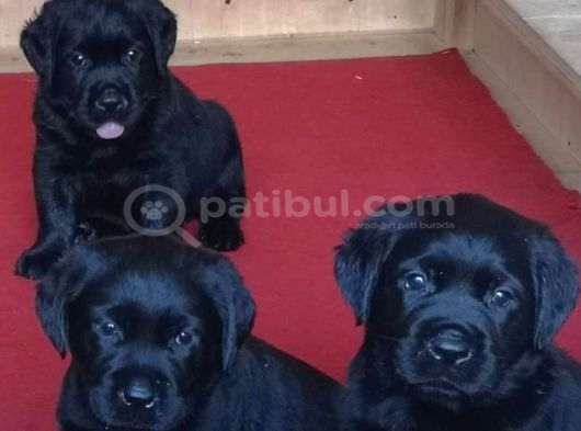 Labrador Retriever Yavrulari Istanbul