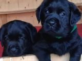 Labrador Retriever Yavrulari Istanbul