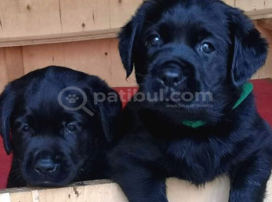 Labrador Retriever Yavrulari Istanbul görsel