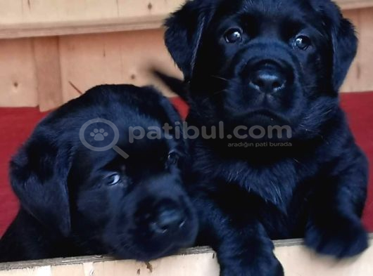 Labrador Retriever Yavrulari Istanbul görsel